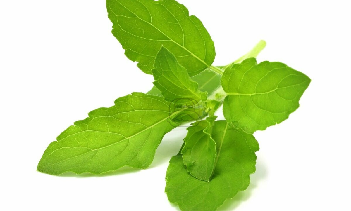 Basil (Cleaned Box)
