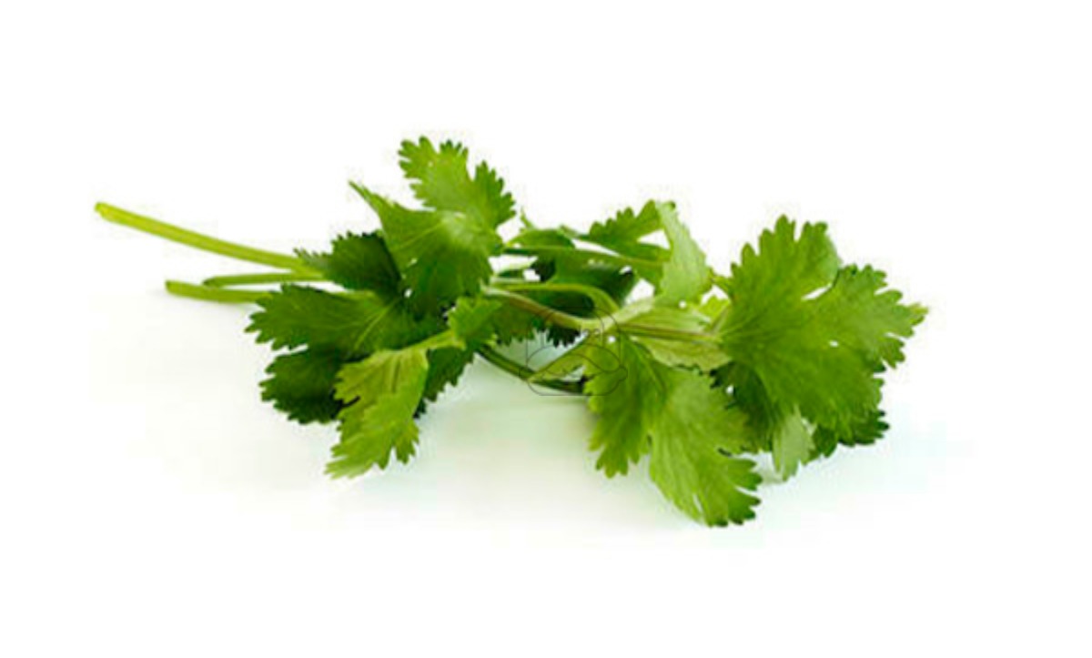 Cilantro 4/1# (Trimmed)
