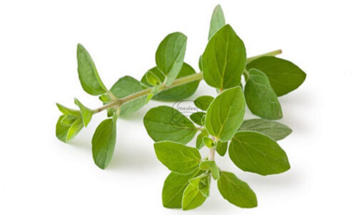 Oregano