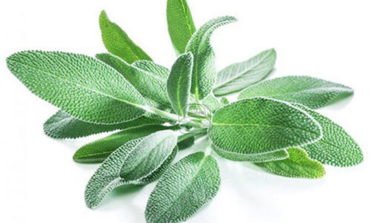 Sage