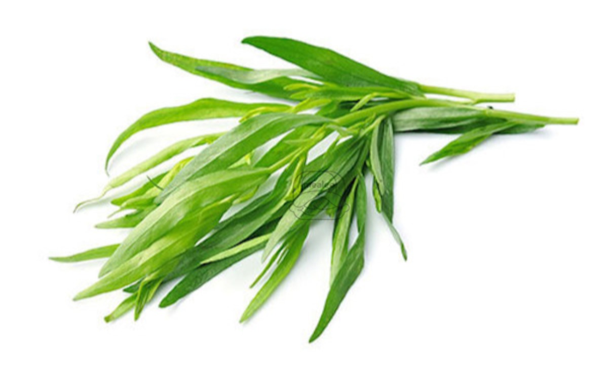 Tarragon