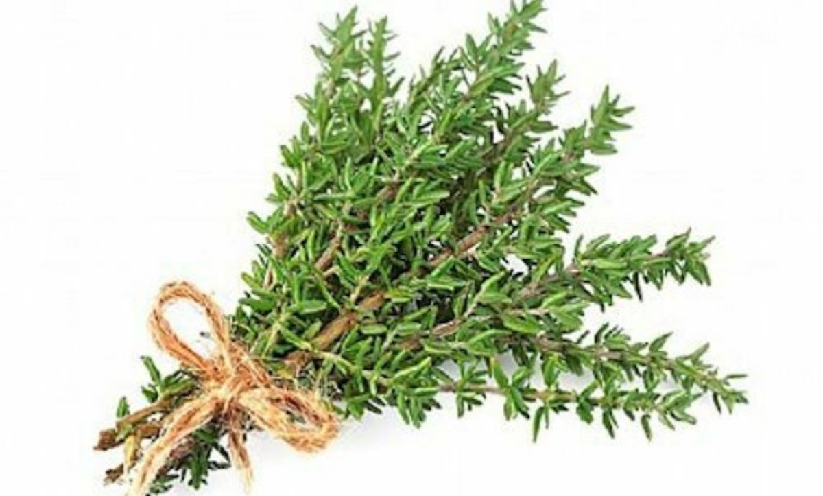 Thyme