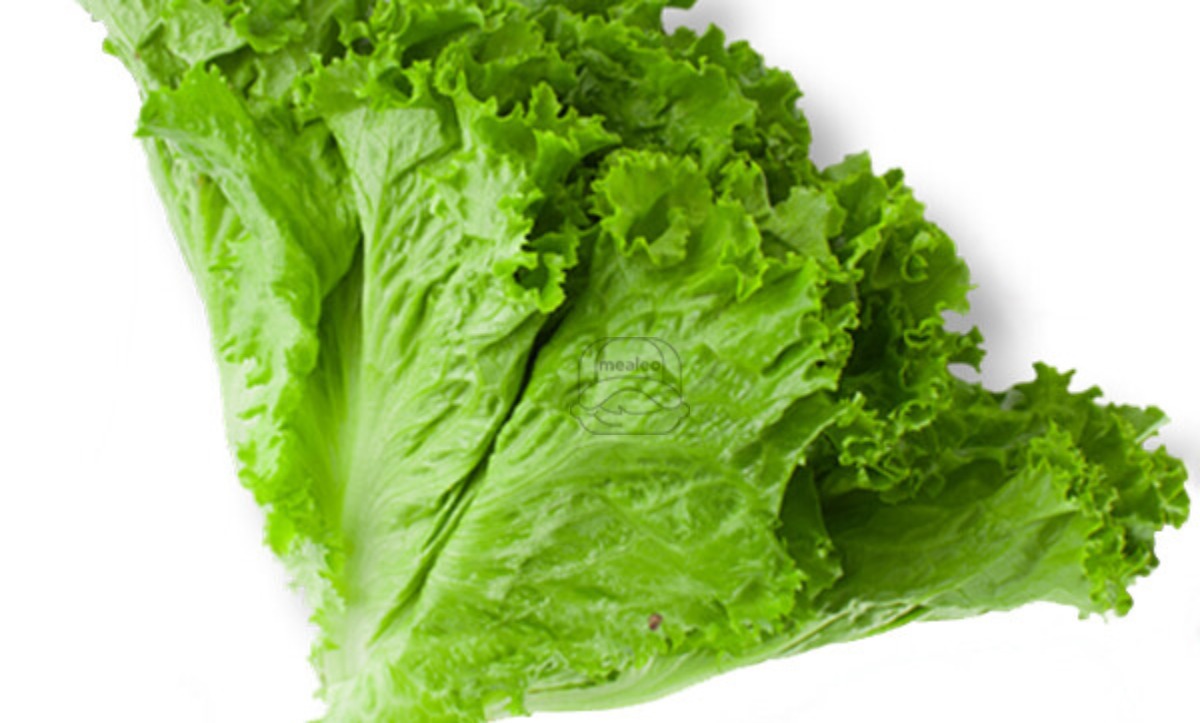 Lettuce Green Leaf