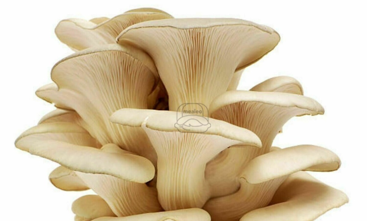 Mushroom Oyster