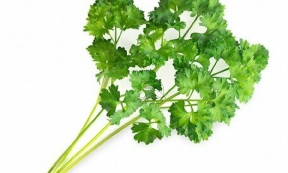 Parsley Curly