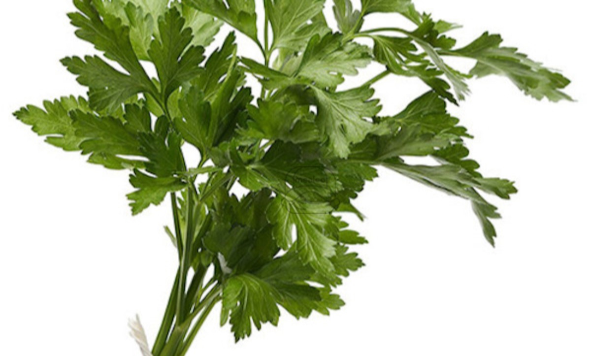 Parsley Italian / Plain