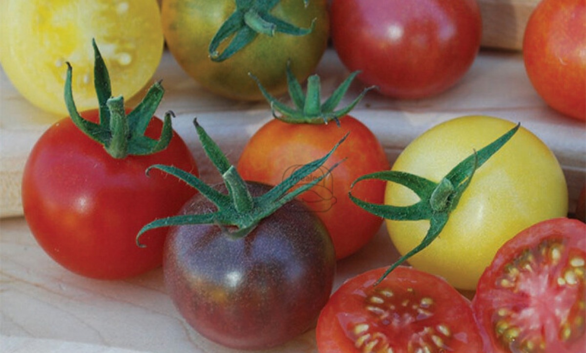 Tomato Heirloom Cherry